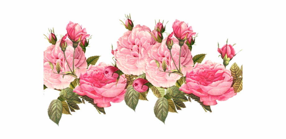 Peony Clipart Transparent Background