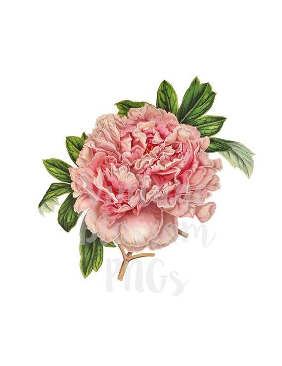 Peony Clip Art Vintage Flower Illustration, Digital Download