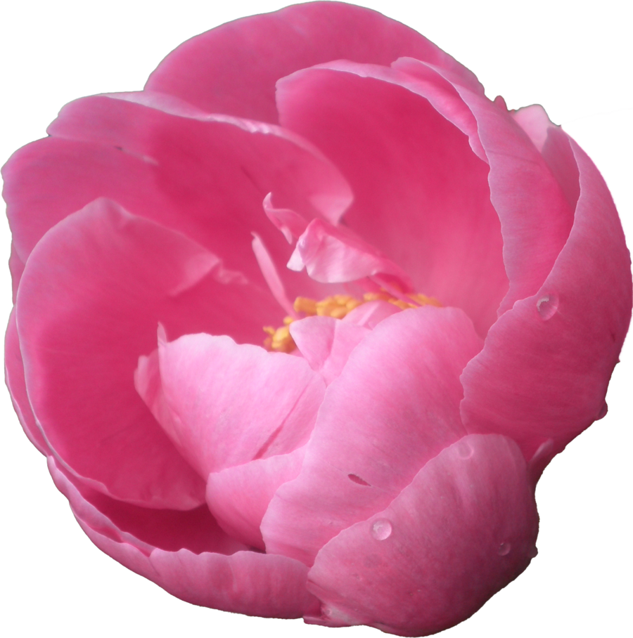 Peony PNG Images Transparent Free Download