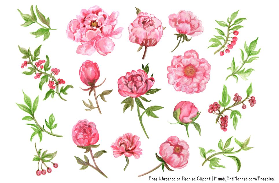 This Free Watercolor Peonies Clipart is the first