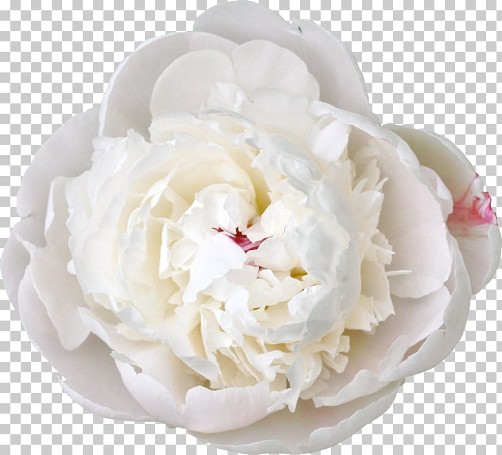 Cut flowers White Peony, peony, white rose flower