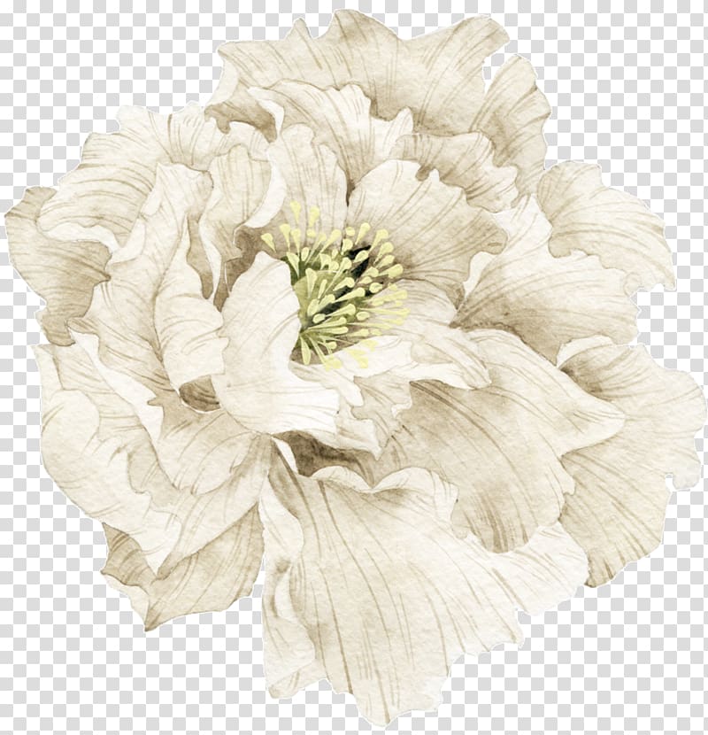 White , Pretty white flowers material, white peony flower