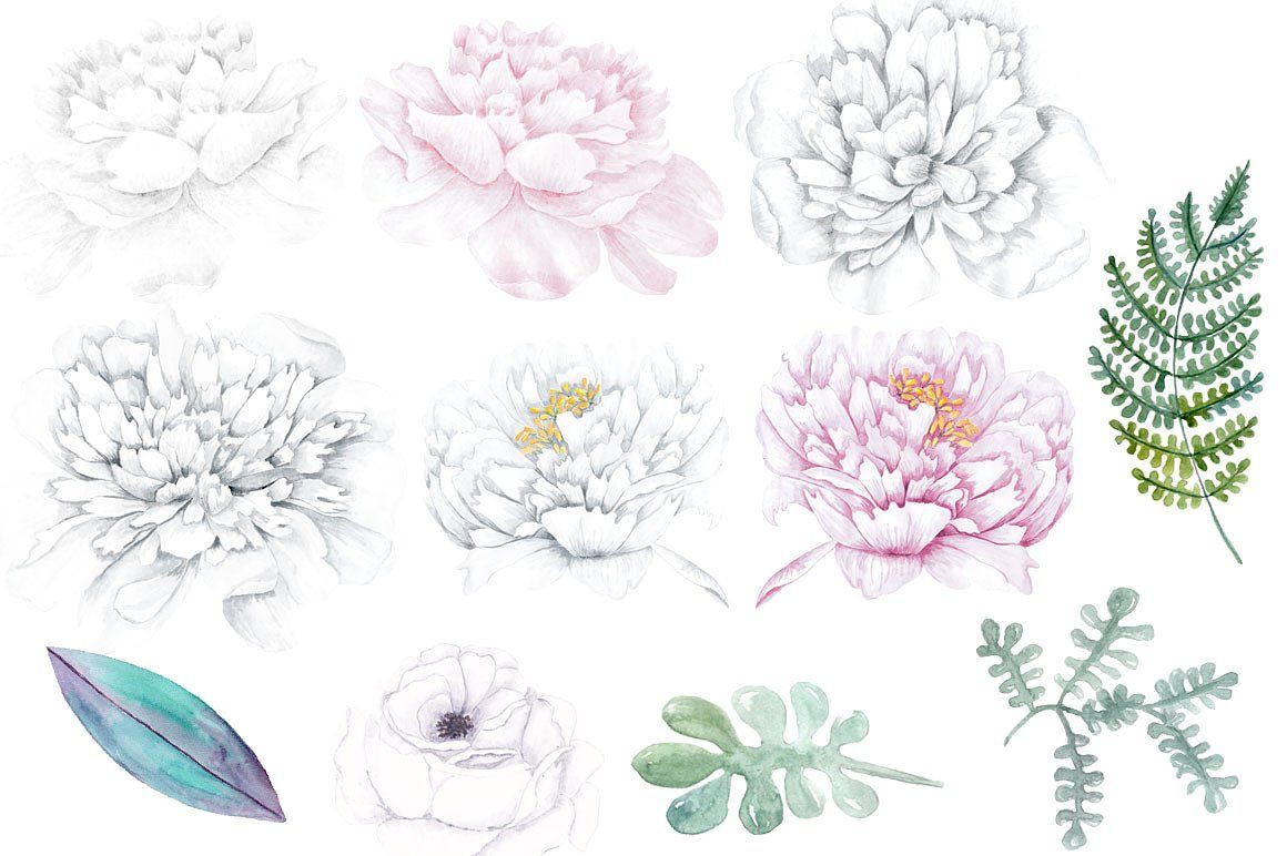 Watercolor white Peonies clipart by LeCoqDesign on