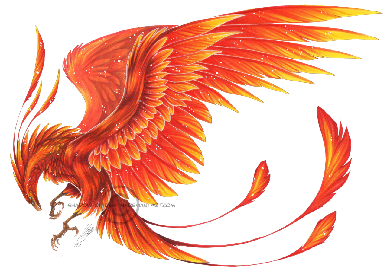 Real phoenix bird.