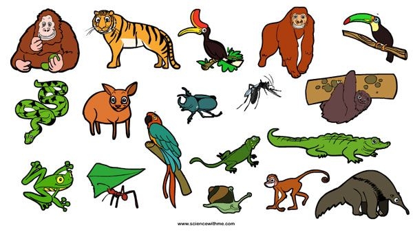 Animal clipart rainforest pencil and in color animal