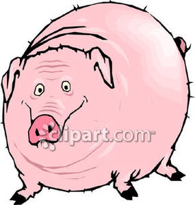Really fat pig.