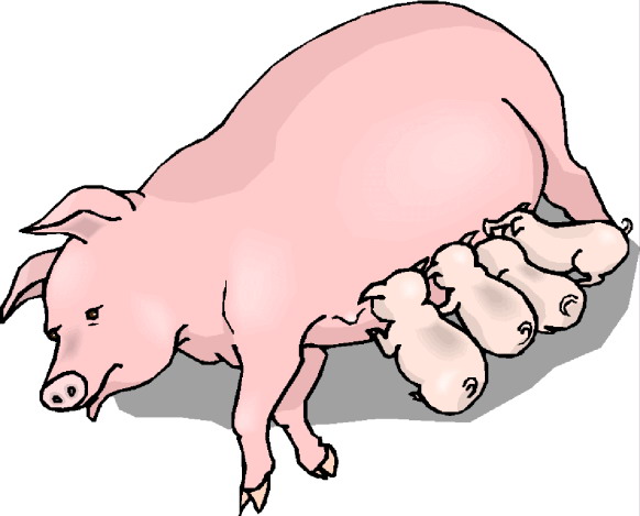 Pig and Piglet Clipart