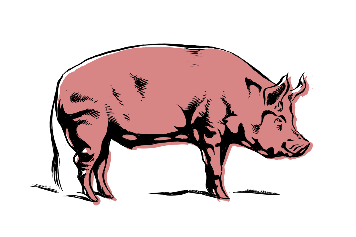 Pigs cartoon images.