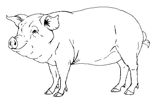Realistic pig drawing