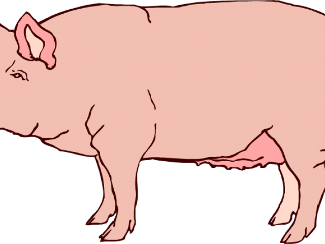 Realistic clipart pig.