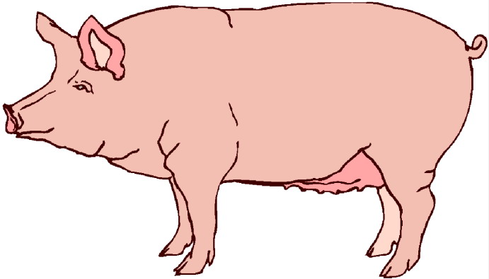 Cartoon pig clip art free vector for free download about