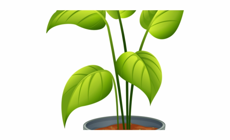 Pot Plant Clipart Topiary