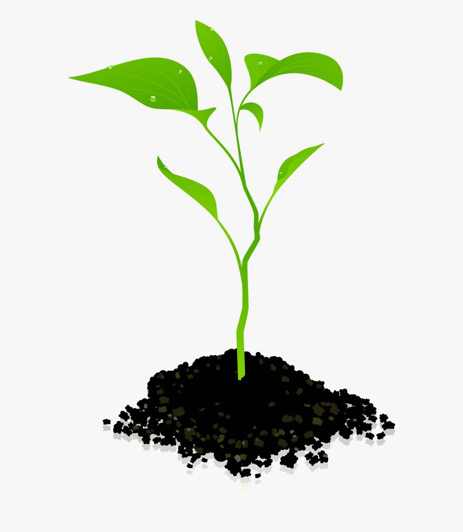 Growing plant png.