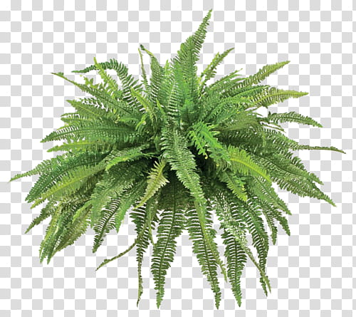 Green aesthetic, fern plant transparent background PNG