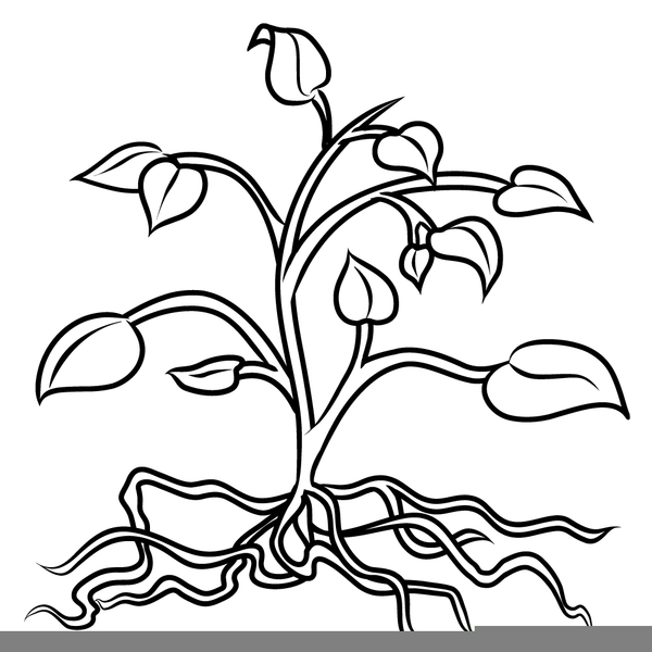 Plants Black And White Clipart