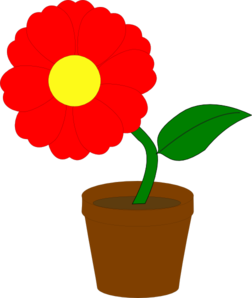 Flower potted plant.