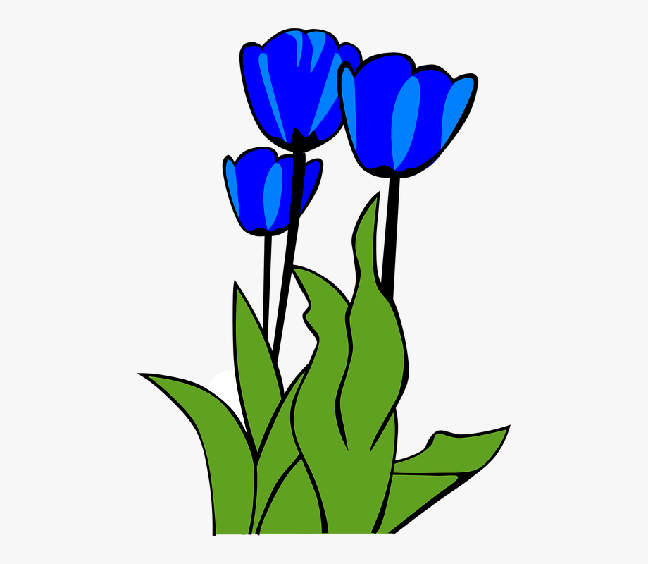 Tulips, Flowers, Plant, Leaves, Spring