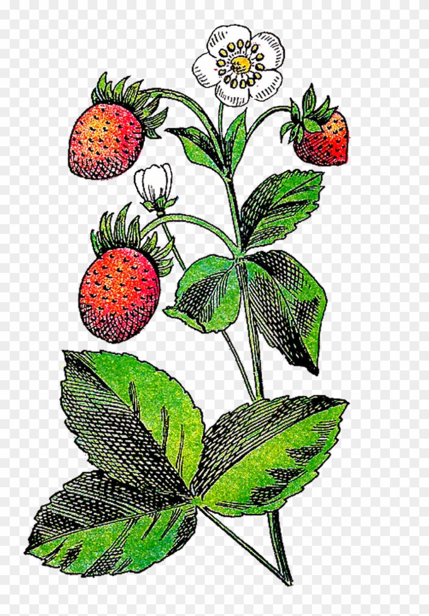 Berry fruits plant.