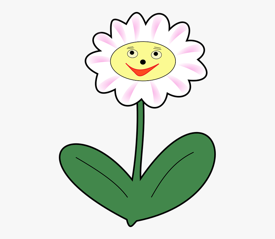 Daisy flower plant.