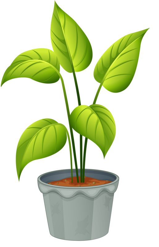 plant clipart potted