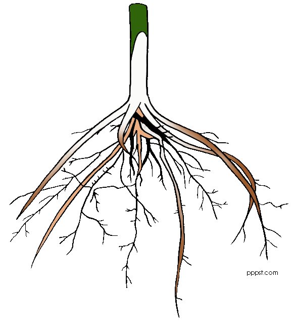 Free roots cliparts.