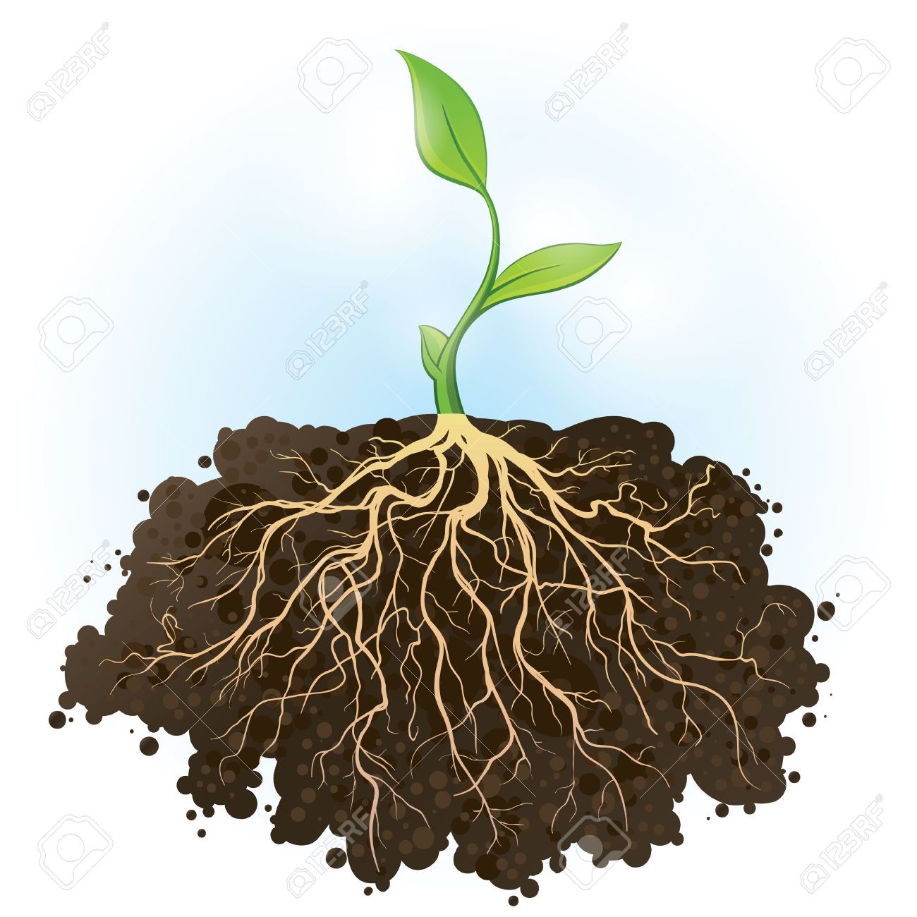 Plant with roots.