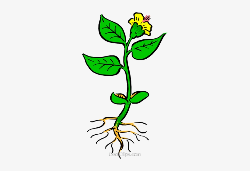 Plant With Roots Royalty Free Vector Clip Art Illustration