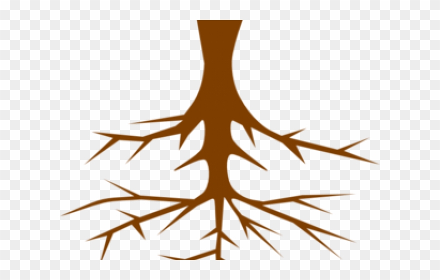 Roots Clipart Plant Root
