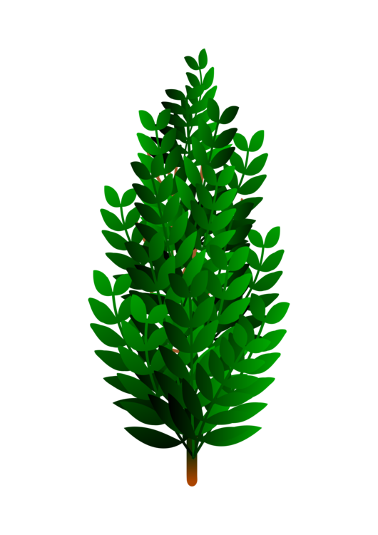 Firpine familyplant png.