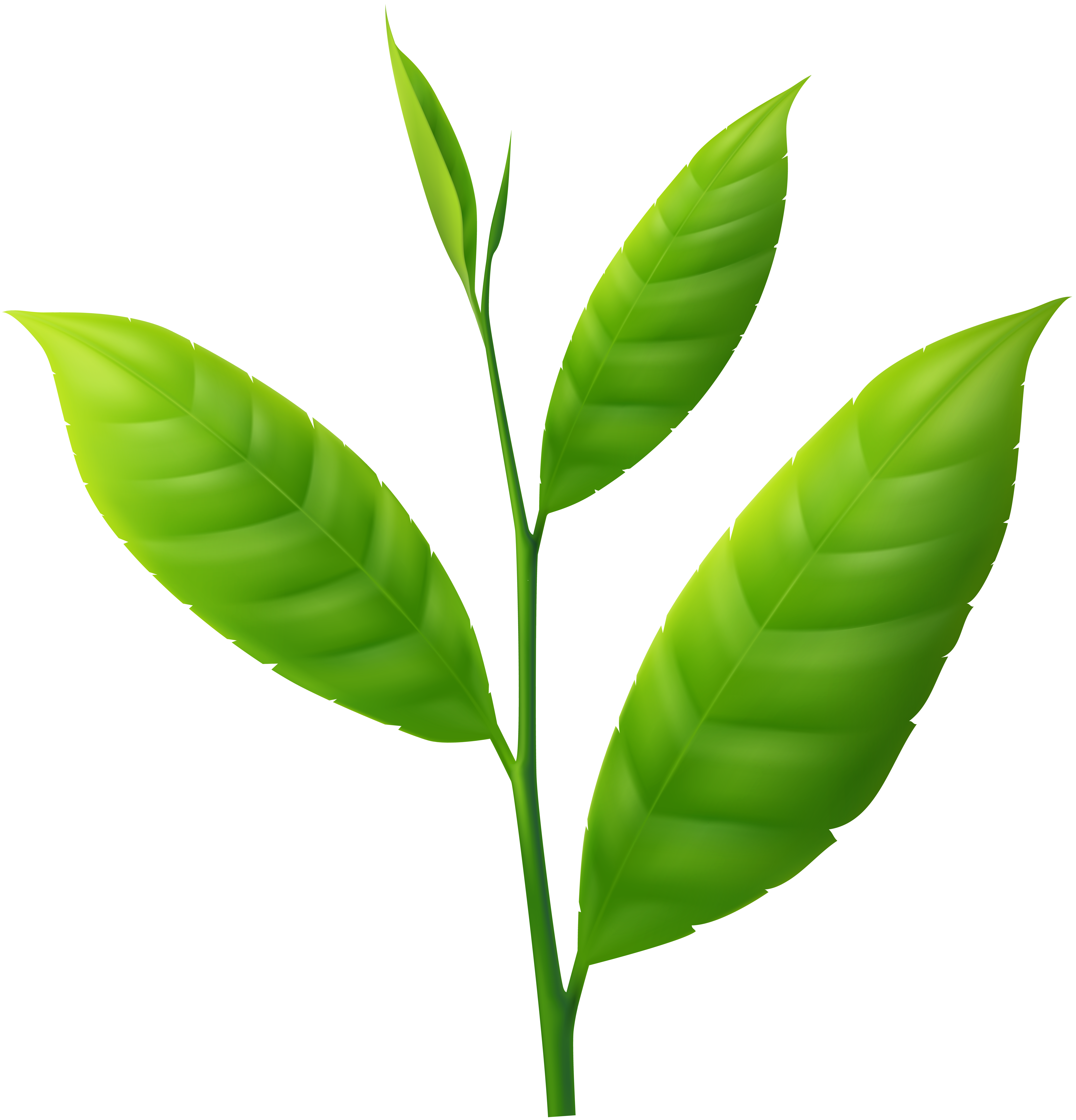 Small plant png.