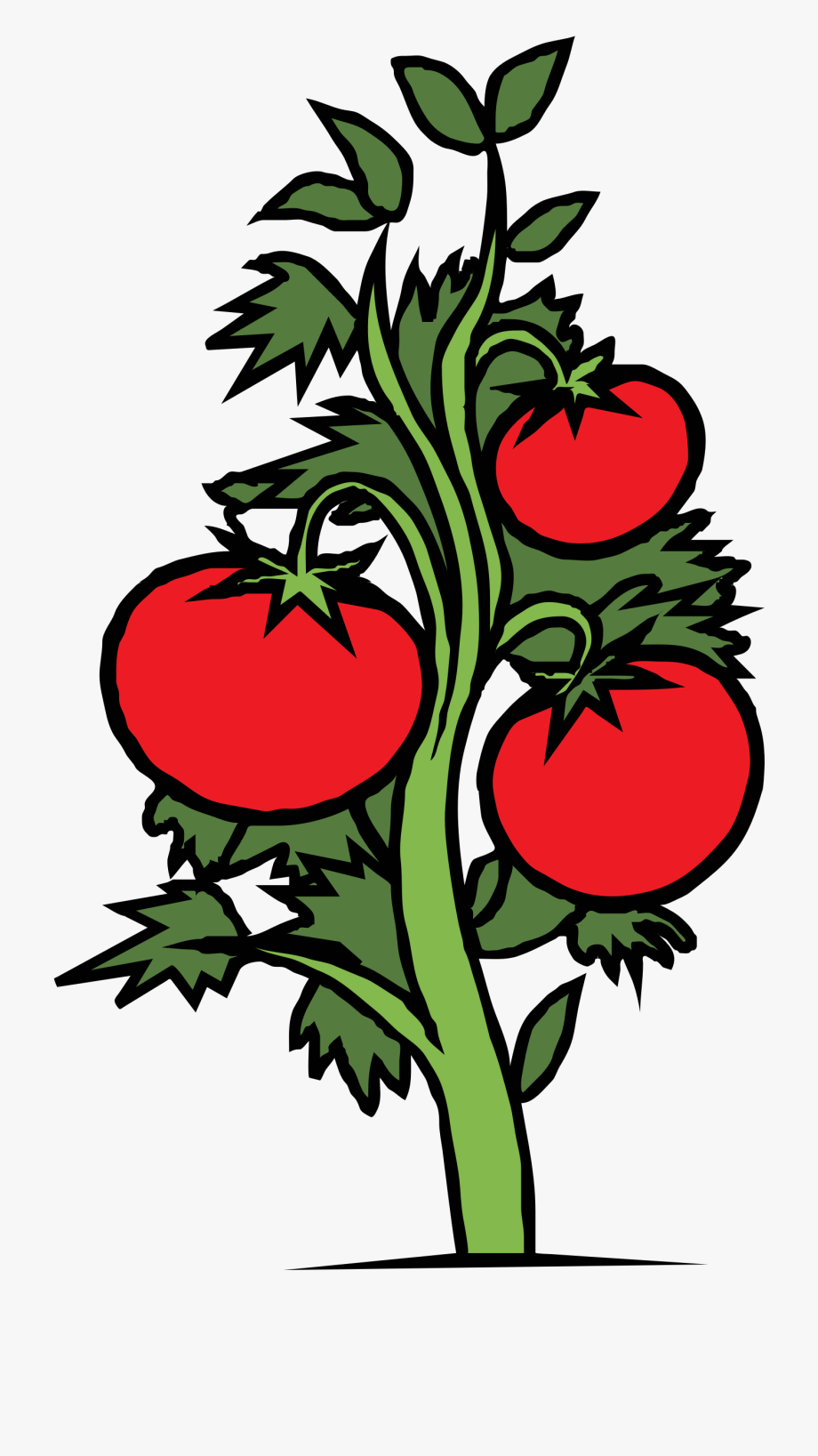 Drawn tomato vine.