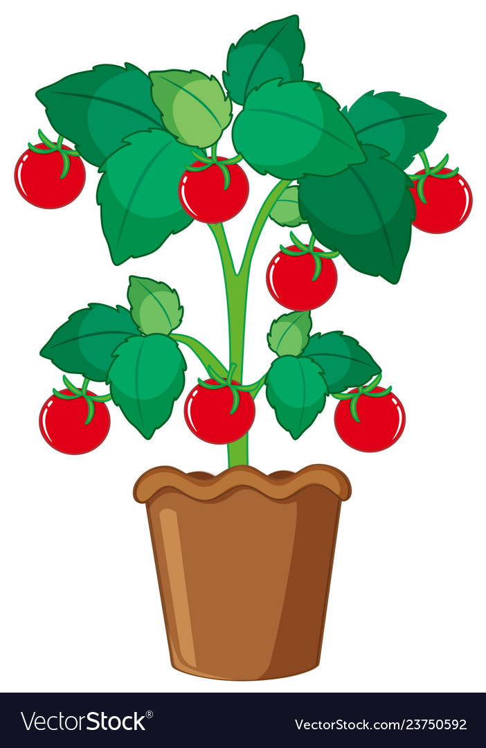 Isolated tomato plant in pot