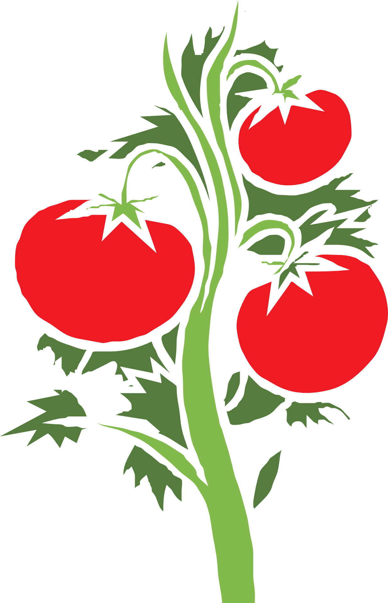 Tomatoes clipart different.