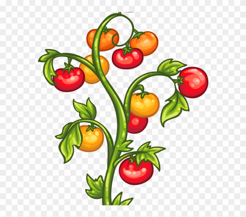 Tomato Plants Clipart, HD Png Download