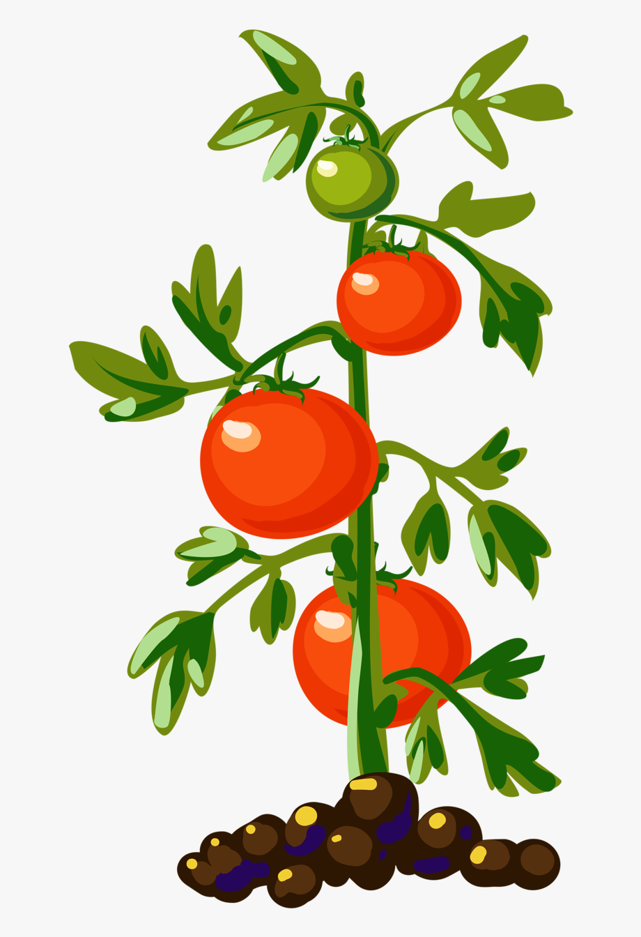 Plant vegetable tomato.