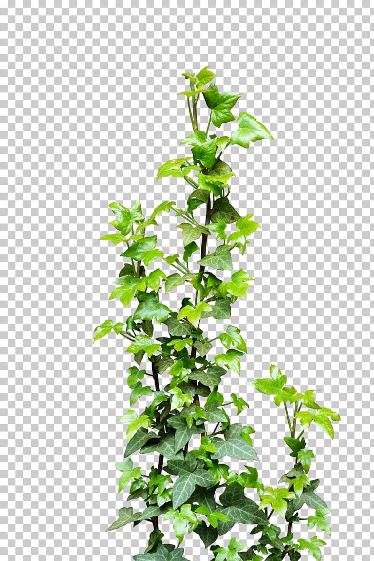 Ivy vine plant.