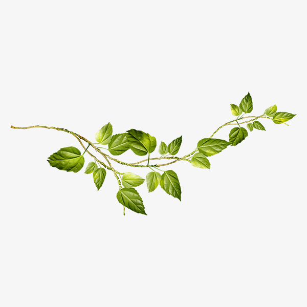 Vine And Branches PNG Transparent Vine And Branches