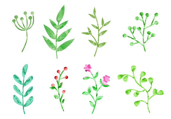 Watercolor plants vector.