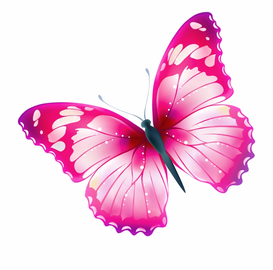 Butterfly Png Clipart