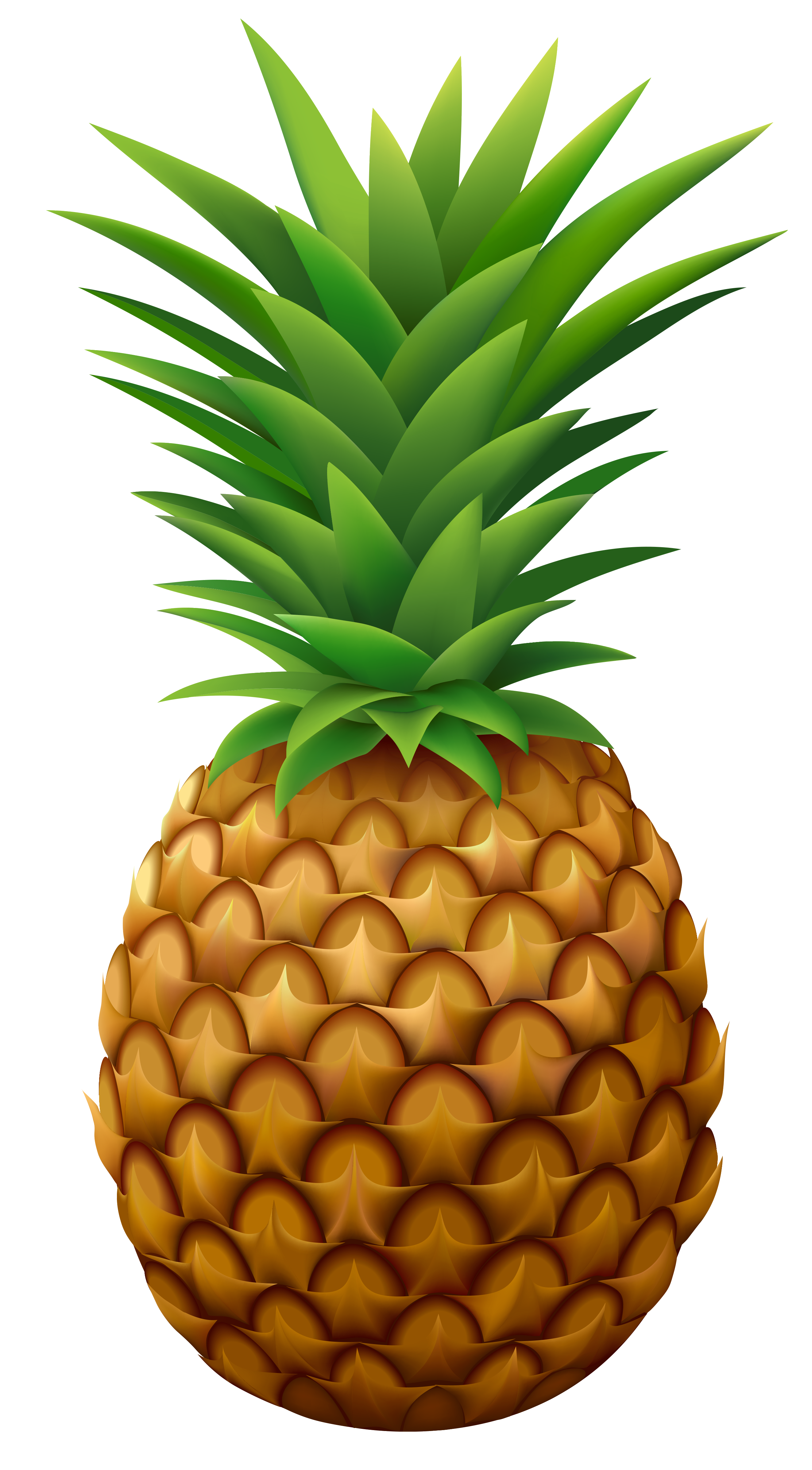 Pineapple vector png.