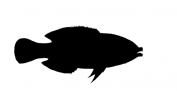 Clipart de silhouette de poisson Photo stock libre