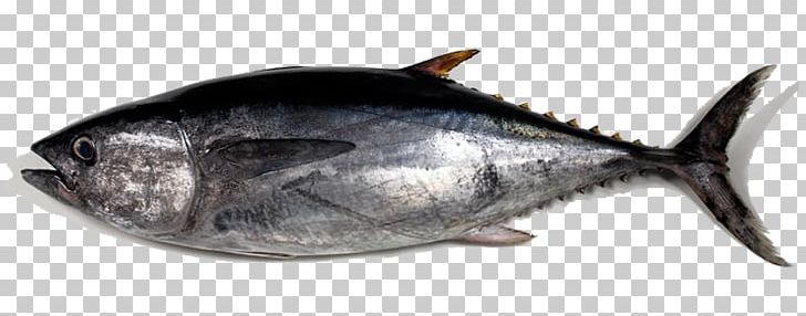 Albacore pacific bluefin.