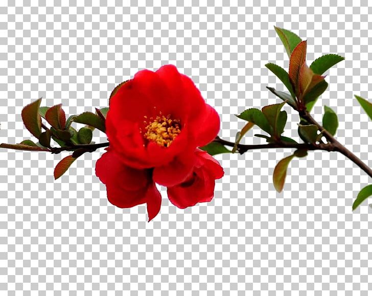 Pomegranate Flower Tree Red Branch PNG, Clipart, Branch