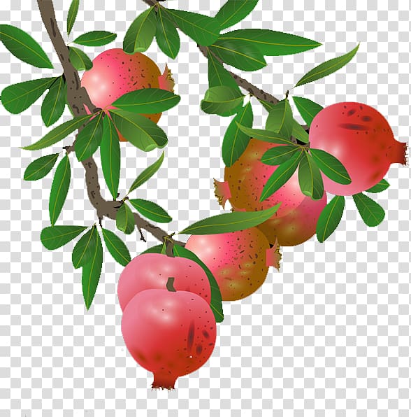 Pomegranate lingonberry apple.