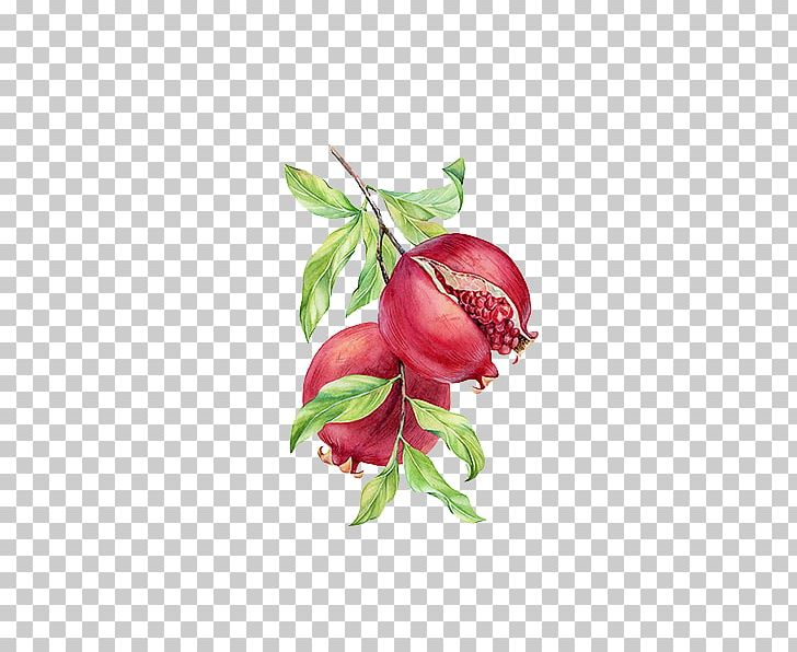 Pomegranate painting png.