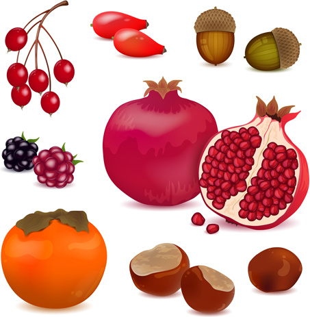 Berries with pomegranate vector design Free vector in