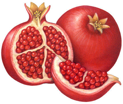 Pin on Tropical Fruit Illustration