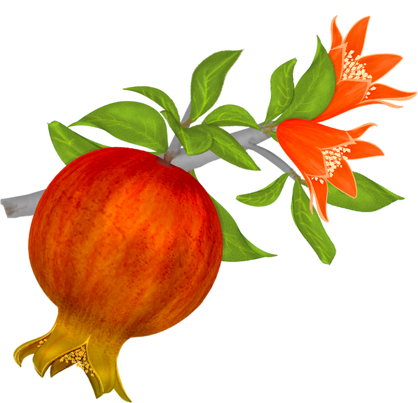 High Resolution Pomegranate Png Clipart