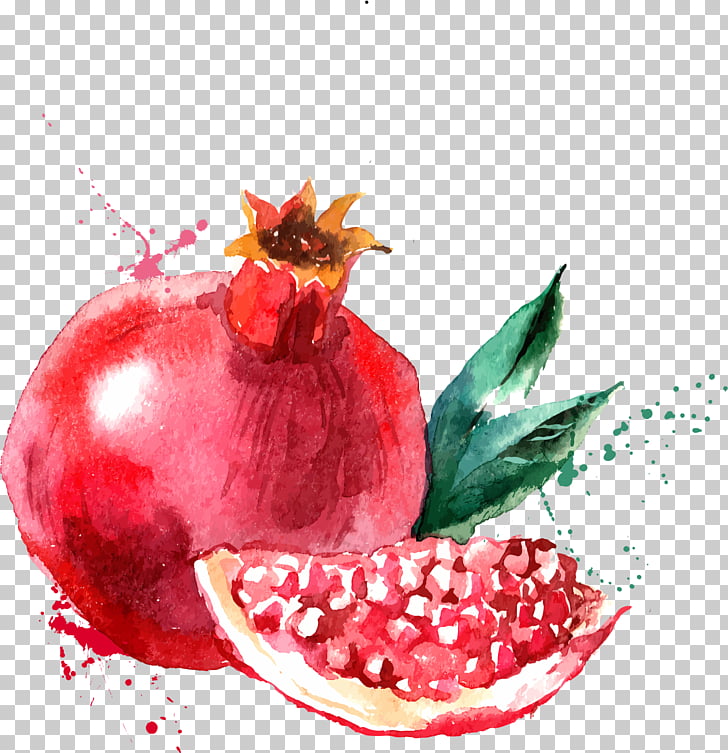 Watercolor painting Drawing Fruit Illustration, Red