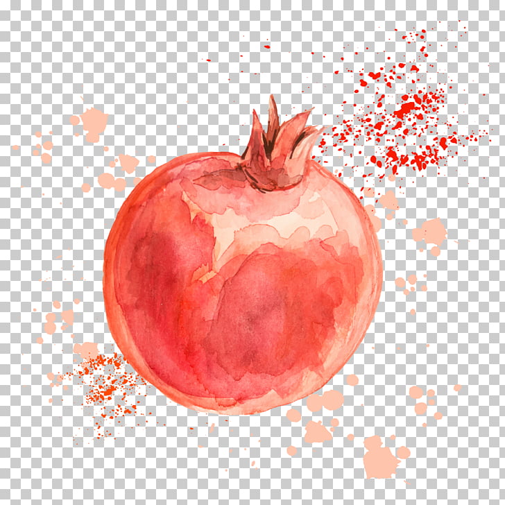 Pomegranate drawing fruit.